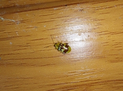 Walterianella venustula