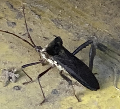 Acanthocephala declivis