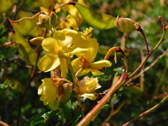 Erythrostemon placidus