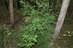 Callitris macleayana