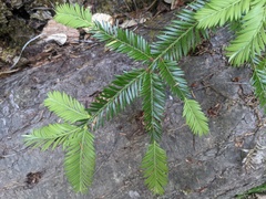Sequoia