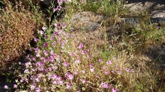 Clarkia williamsonii