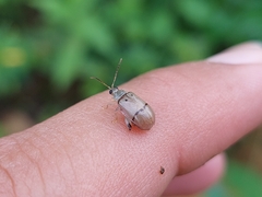 Walterianella tenuicincta