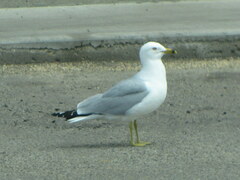 Larus delawarensis
