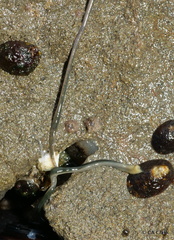 Emplectonema gracile