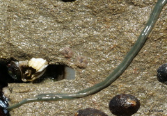 Emplectonema gracile