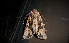 Ichneutica insignis