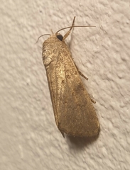 Prodeniini