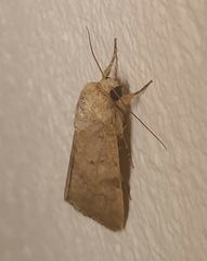 Prodeniini