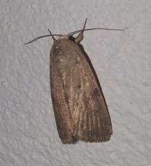 Prodeniini