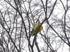 Pachycephala fuliginosa