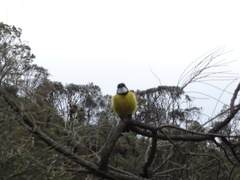 Pachycephala fuliginosa