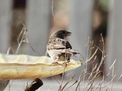 Passer domesticus