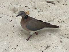 Streptopelia dusumieri