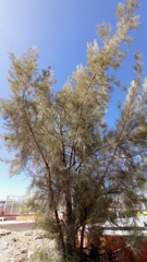 Casuarina cunninghamiana