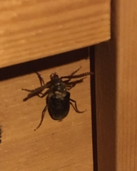 Prionus californicus