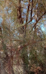 Casuarina cunninghamiana