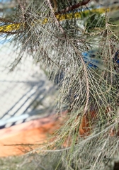 Casuarina cunninghamiana