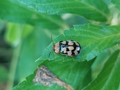 Alagoasa jacobiana