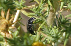 Hymenoptera