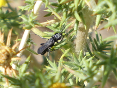 Hymenoptera