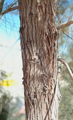 Casuarina cunninghamiana