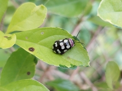 Alagoasa bipunctata