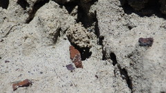 Euodynerus exoglyphus