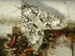 Acronicta fragilis