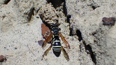 Euodynerus exoglyphus