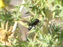 Hymenoptera