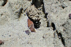 Euodynerus exoglyphus