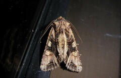 Ichneutica insignis