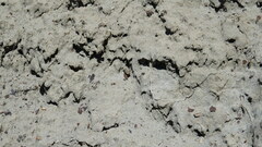 Euodynerus exoglyphus