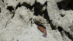 Euodynerus exoglyphus