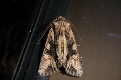 Ichneutica insignis