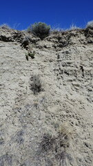 Euodynerus exoglyphus