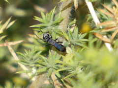 Hymenoptera