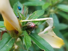 Disonycha quinquelineata