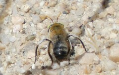 Anthophora cockerelli