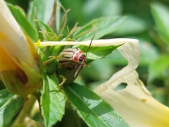 Disonycha quinquelineata