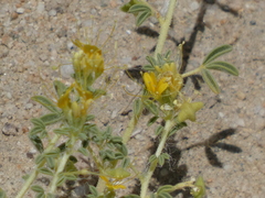 Cleomella obtusifolia