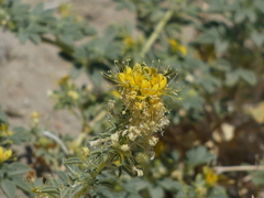 Cleomella obtusifolia