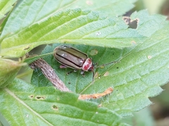 Disonycha quinquelineata