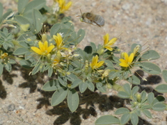Cleomella obtusifolia