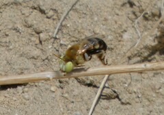 Anthophora cockerelli