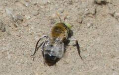 Anthophora cockerelli