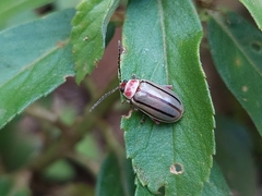 Disonycha quinquelineata