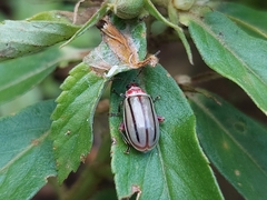 Disonycha quinquelineata