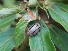 Disonycha quinquelineata